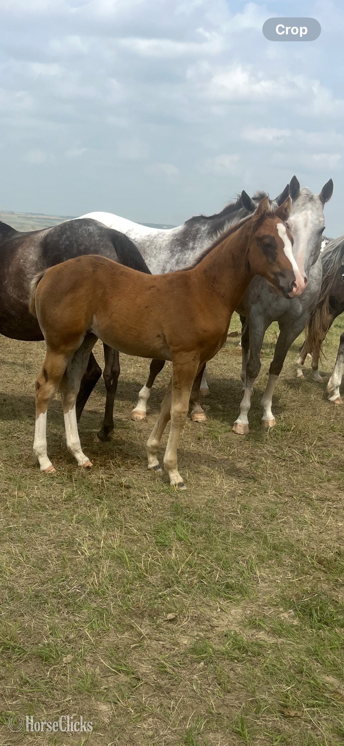 North Dakota "Luna Filly" Sorrel Filly Appaloosa