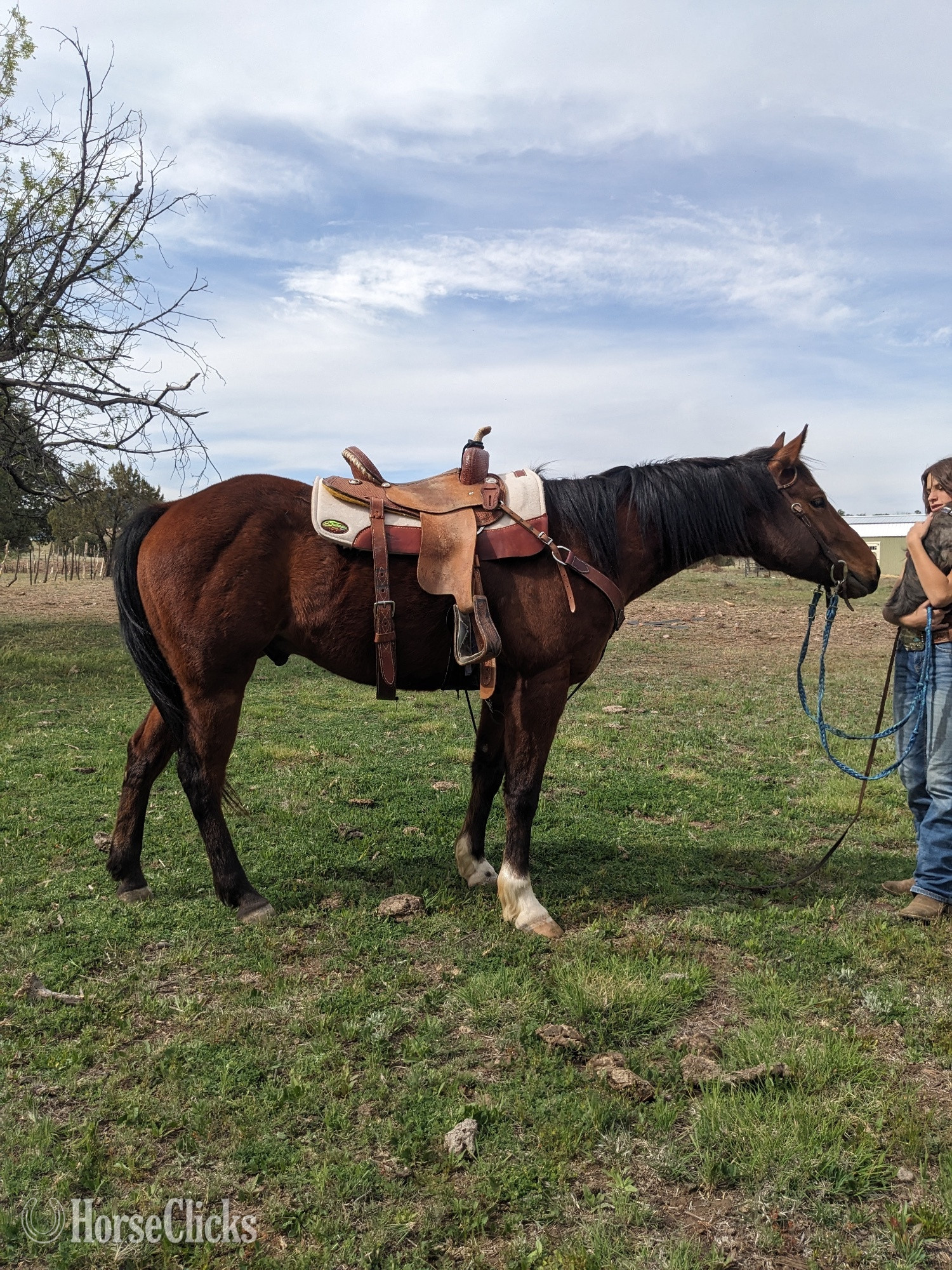 "Magic Little Beau" Bay Gelding Quarter Horse in Arizona