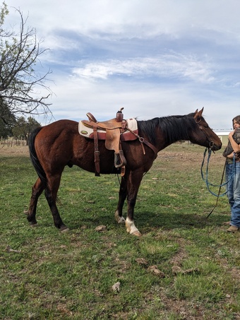 "Magic Little Beau" Bay Gelding Quarter Horse