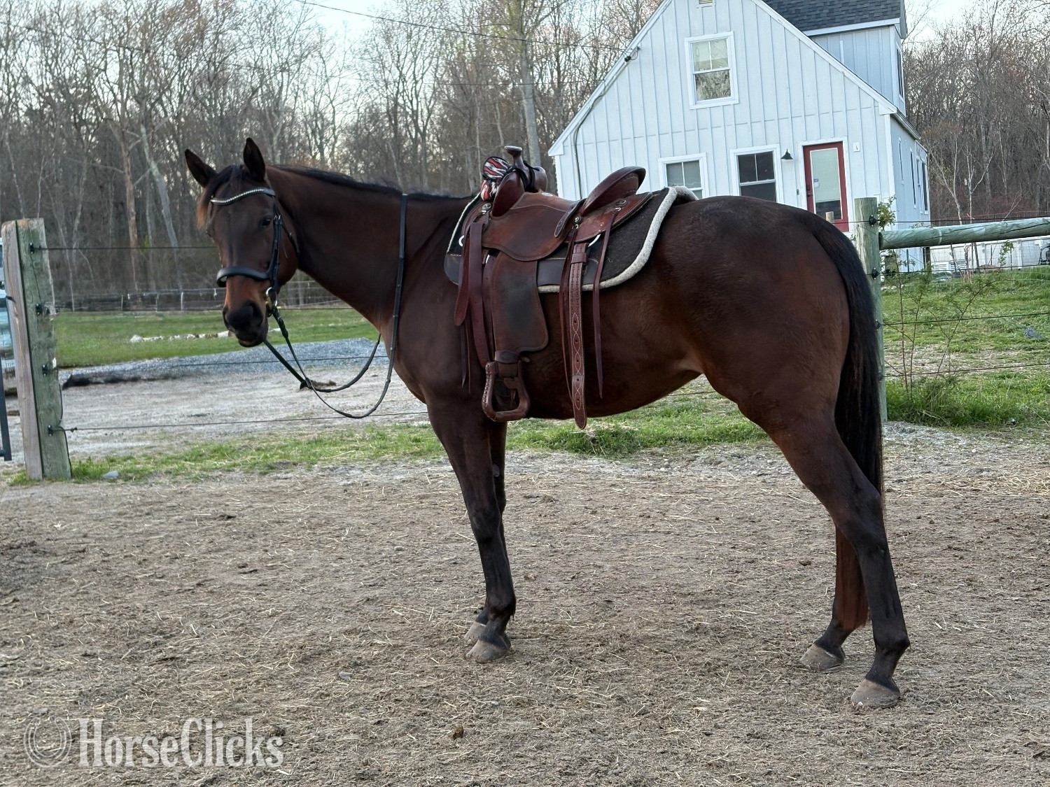 "Fancy" Bay Mare Thoroughbred
