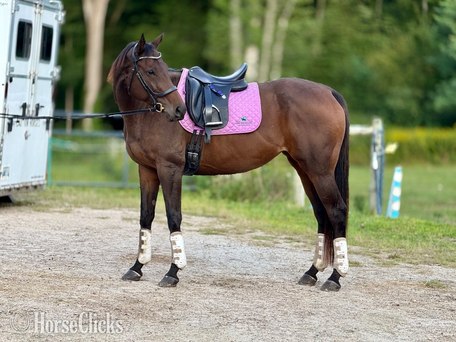 Rhode Island "Fancy" Bay Mare Thoroughbred