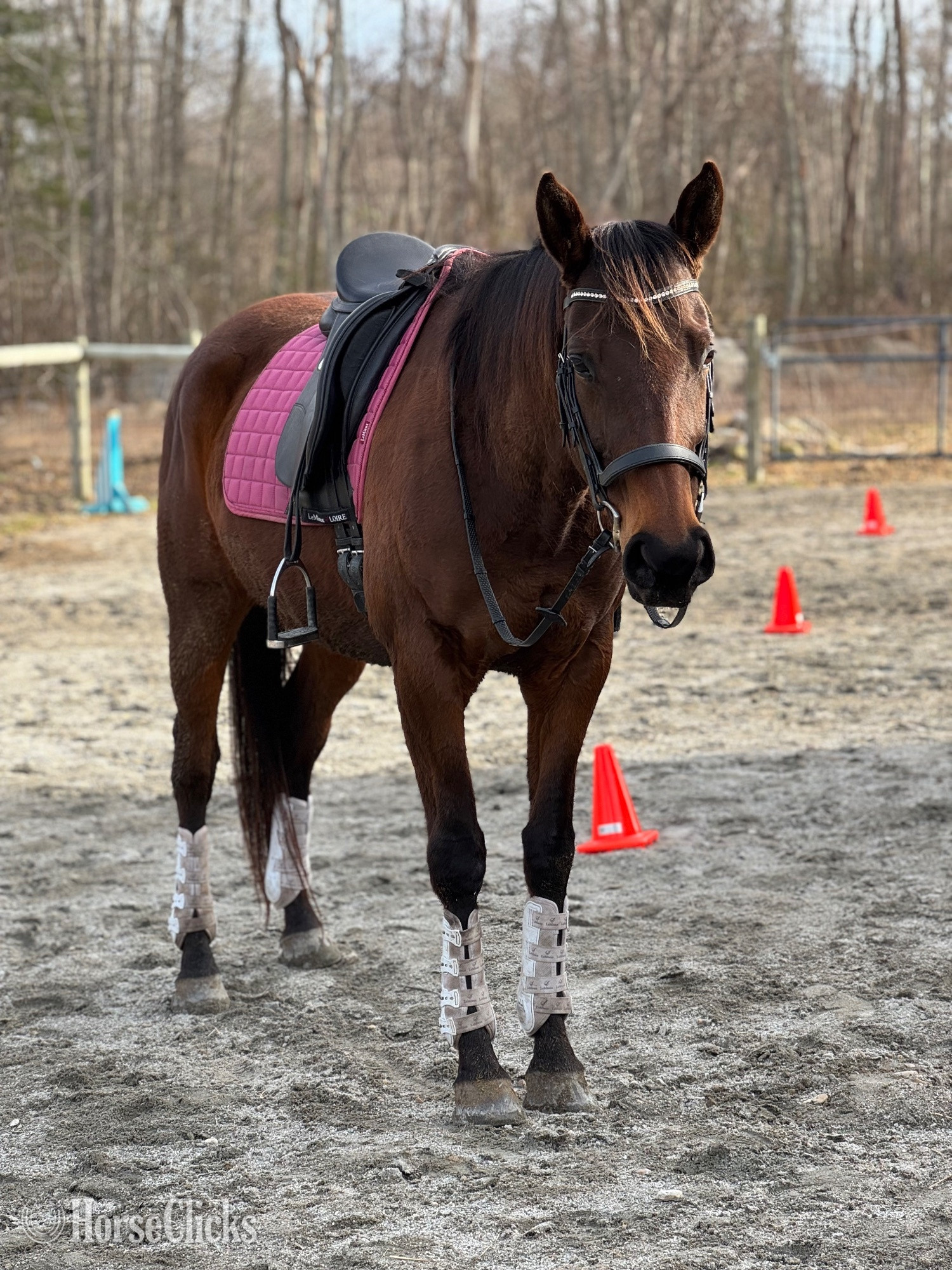 "Fancy" Bay Mare Thoroughbred - Thoroughbred in Rhode Island