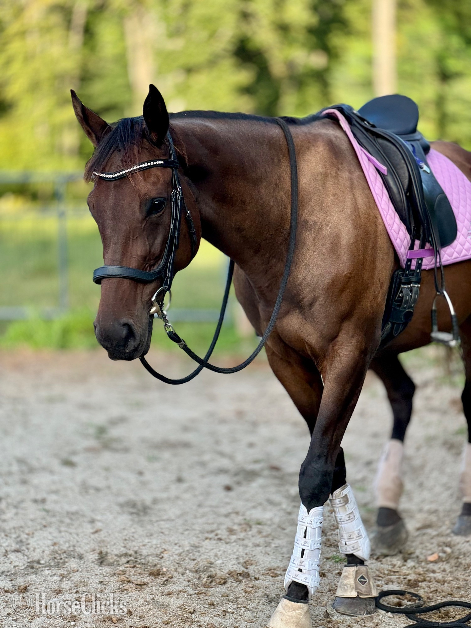 "Fancy" Bay Mare Thoroughbred Rhode Island