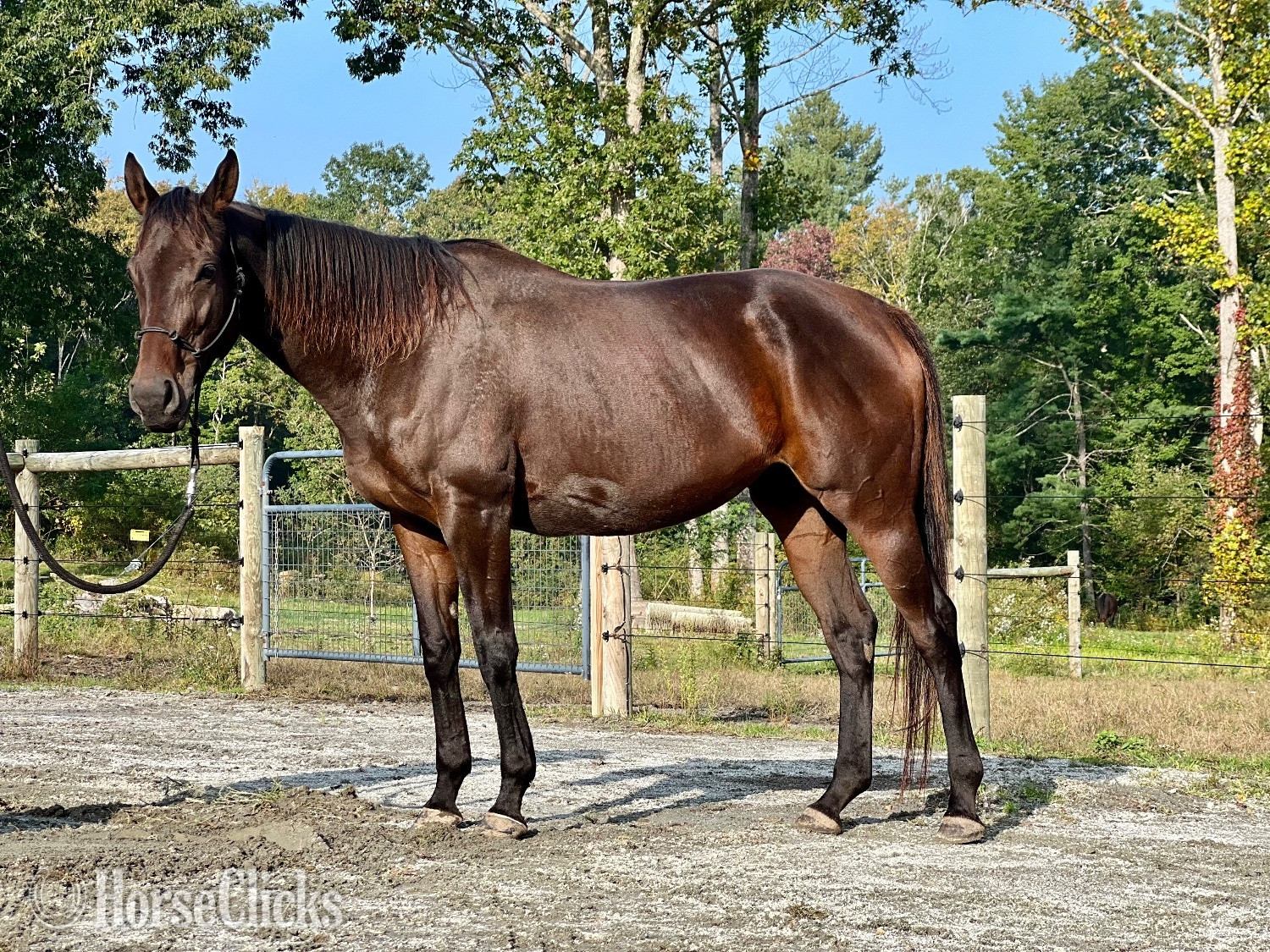 Thoroughbred - "Fancy" Bay Mare Thoroughbred