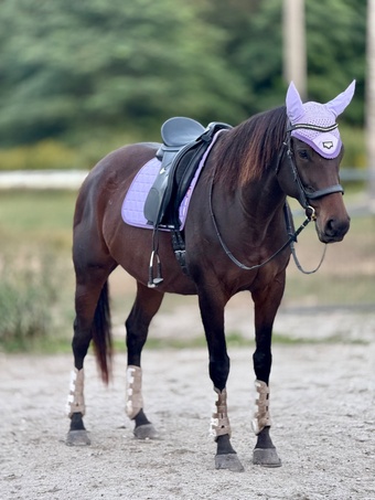 "Fancy" Bay Mare Thoroughbred