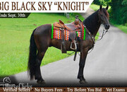 "Knight" Black Gelding Tennessee Walker