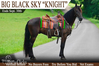 "Knight" Black Gelding Tennessee Walker