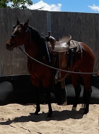 "Playin 007" Bay Gelding Quarter Horse