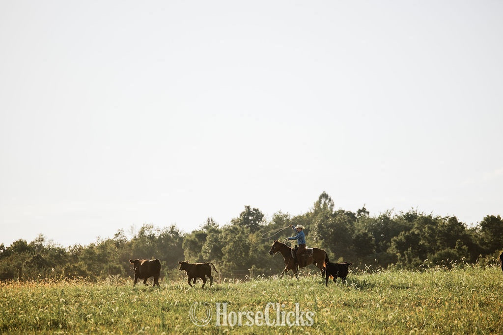 "PC BOONS TOWN ("Gizmo")" Bay Gelding Quarter Horse in Ohio
