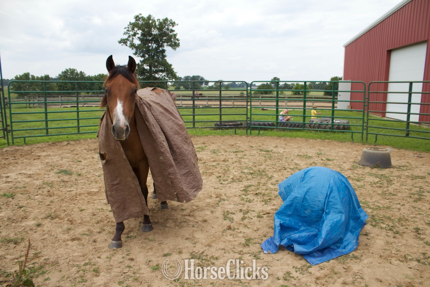"PC BOONS TOWN ("Gizmo")" Bay Gelding Quarter Horse - Quarter Horse in Ohio