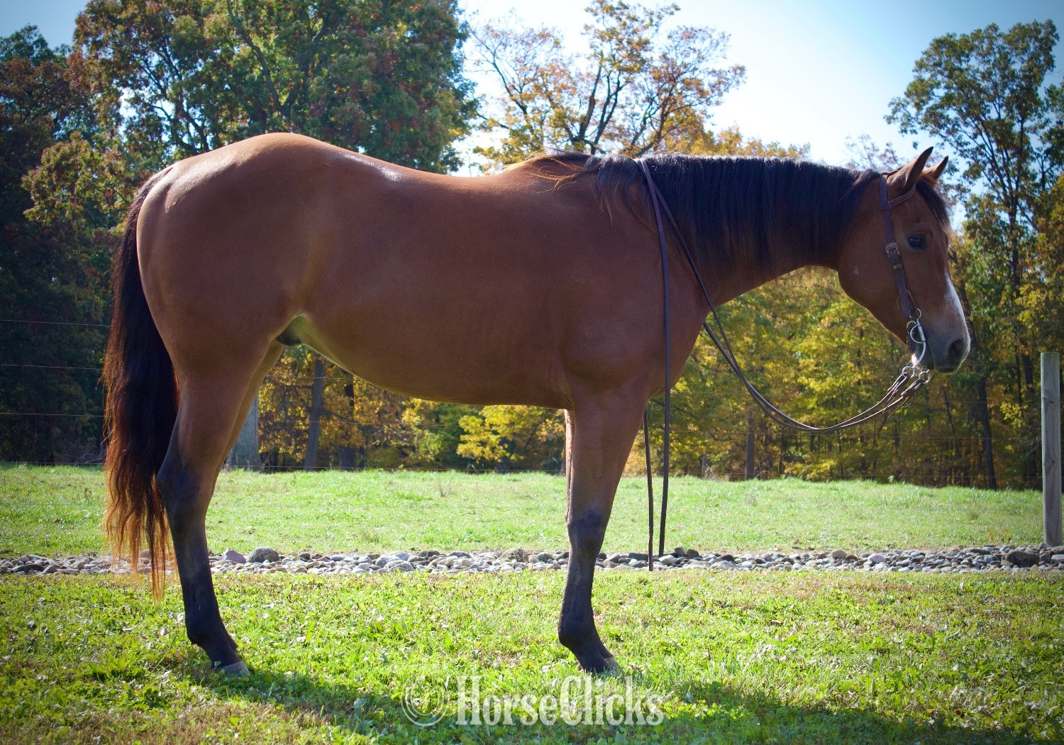 "PC BOONS TOWN ("Gizmo")" Bay Gelding Quarter Horse Ohio