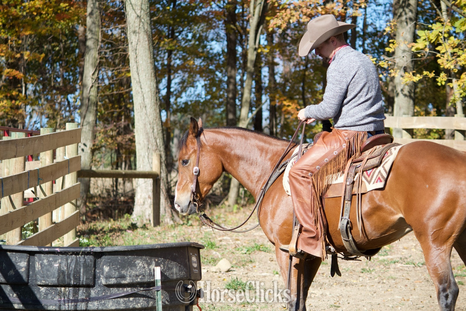 Quarter Horse - "PC BOONS TOWN ("Gizmo")" Bay Gelding Quarter Horse in Ohio