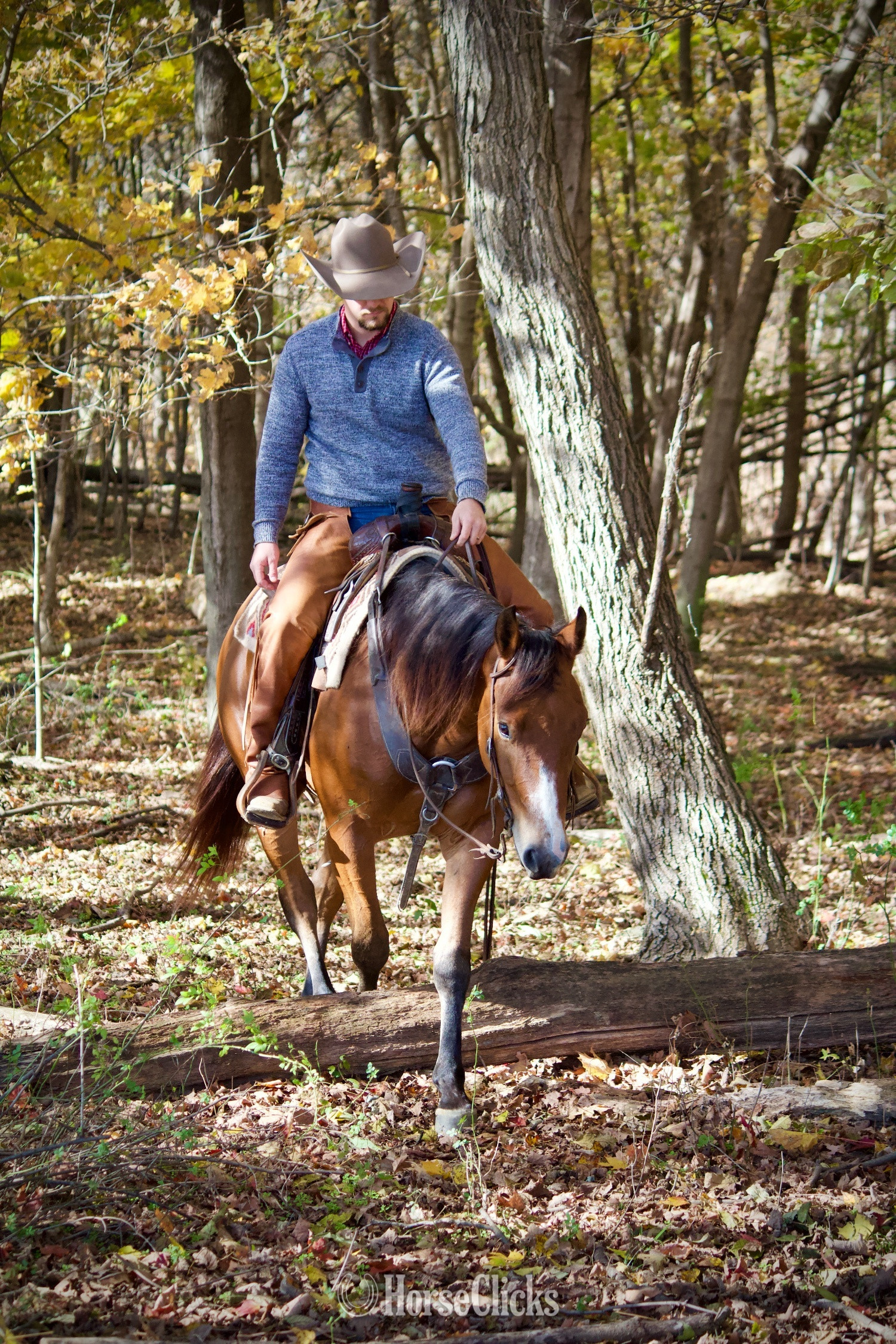 Quarter Horse - "PC BOONS TOWN ("Gizmo")" Bay Gelding Quarter Horse