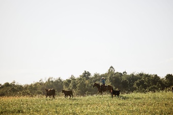 "PC BOONS TOWN ("Gizmo")" Bay Gelding Quarter Horse