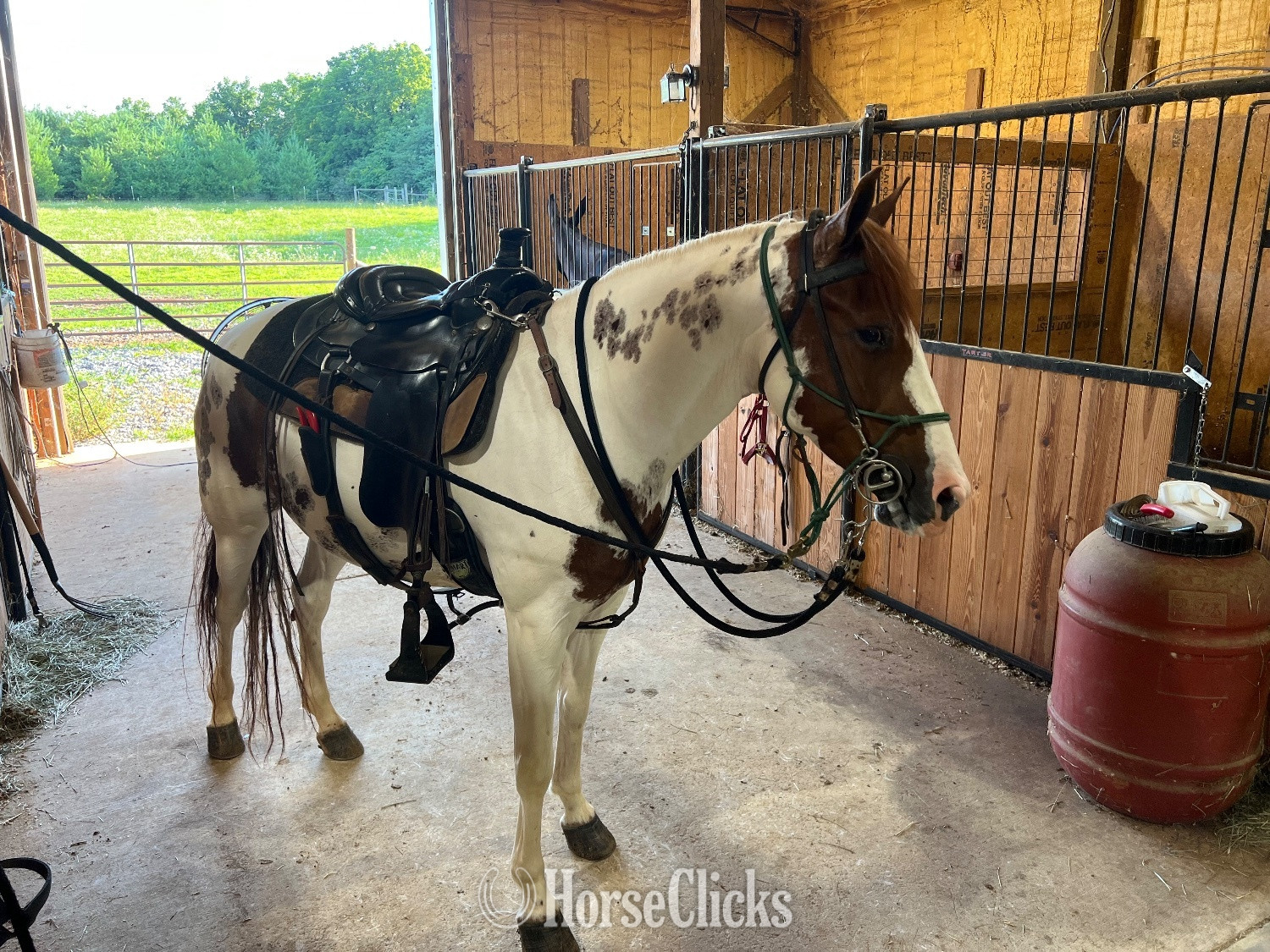 "Pixie" Spotted Mare Spotted Saddle in Tennessee