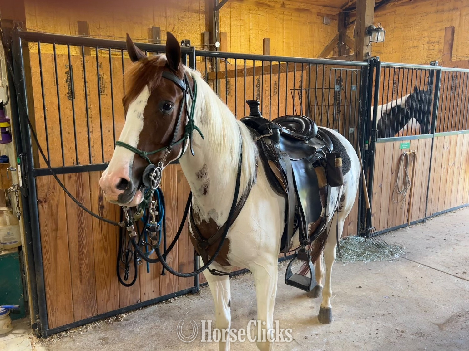 "Pixie" Spotted Mare Spotted Saddle