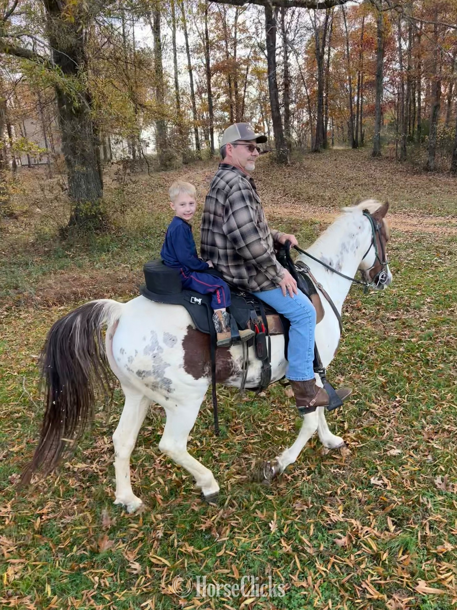 Tennessee "Pixie" Spotted Mare Spotted Saddle