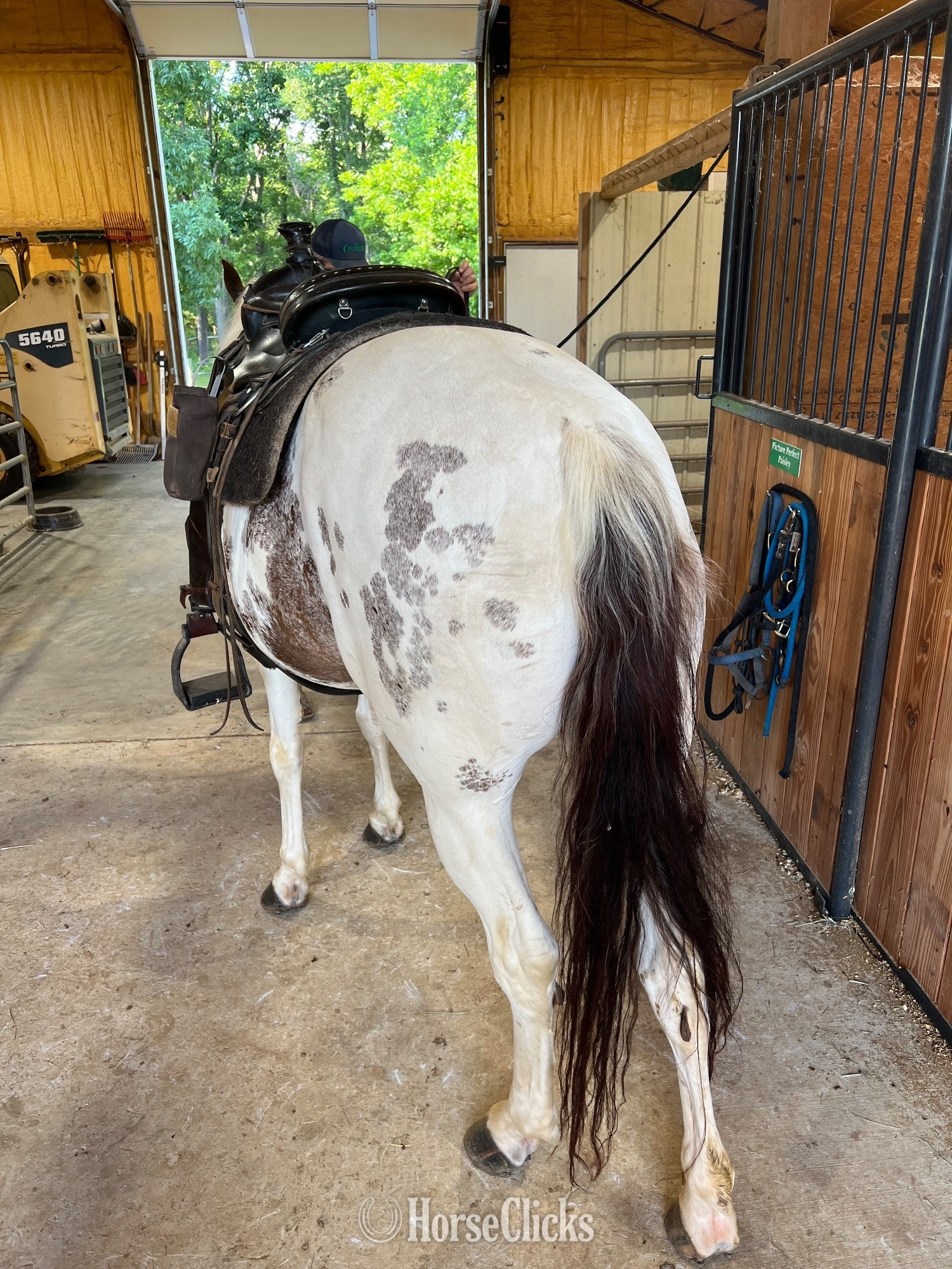 "Pixie" Spotted Mare Spotted Saddle - Spotted Saddle in Tennessee