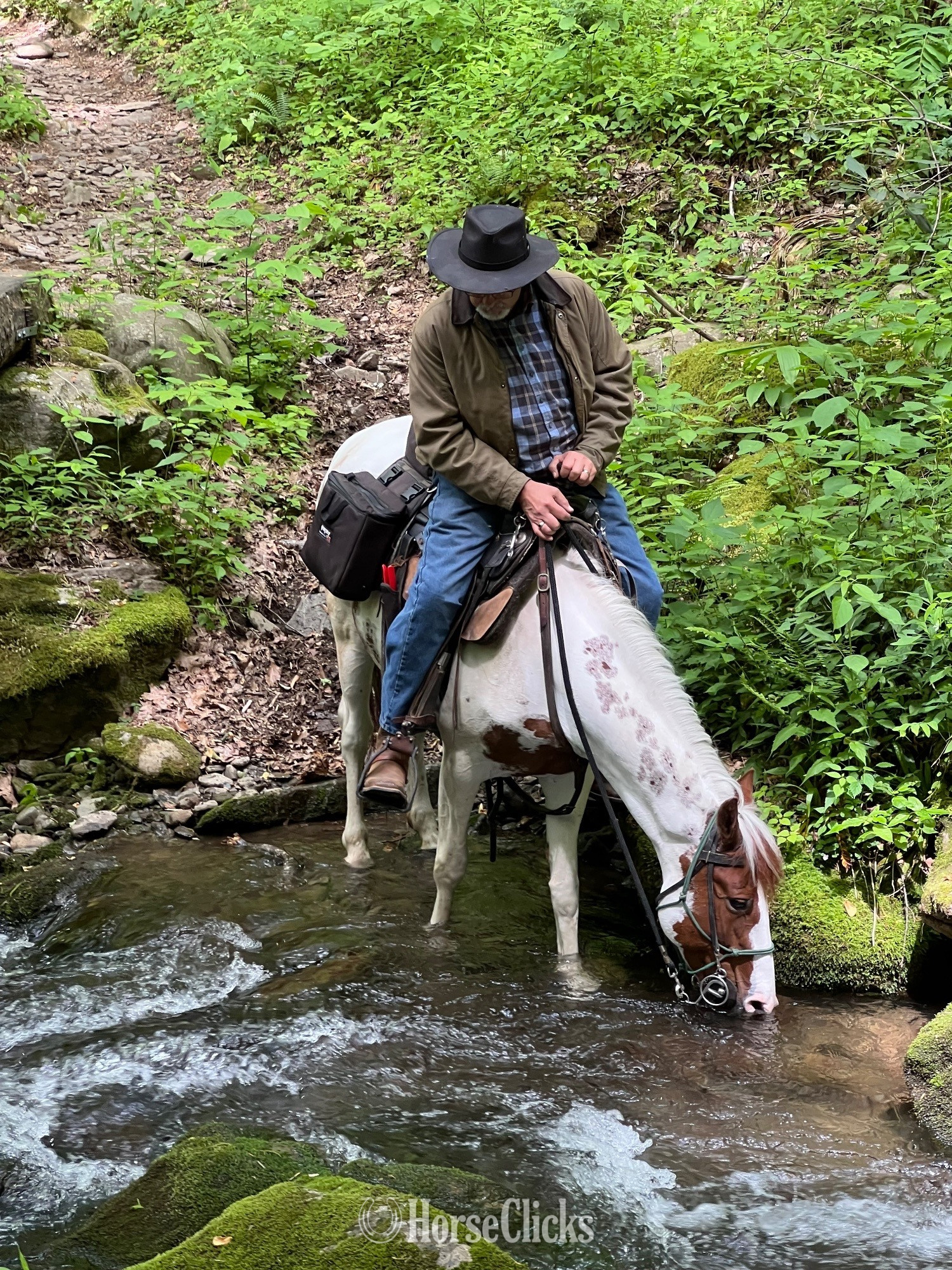 "Pixie" Spotted Mare Spotted Saddle - Spotted Saddle