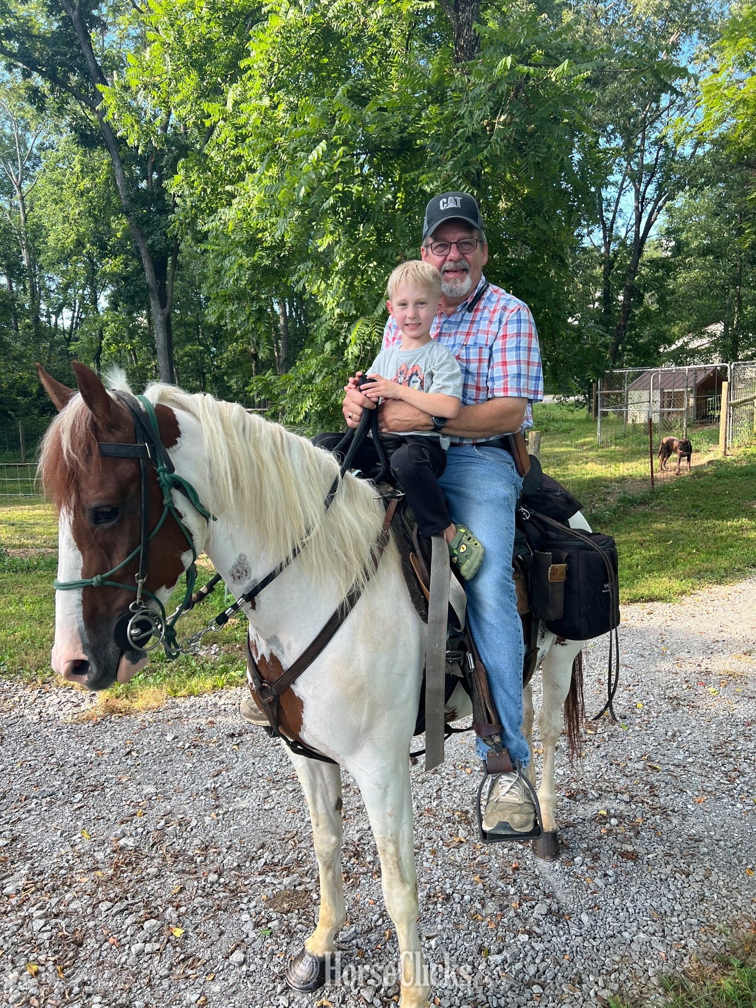 "Pixie" Spotted Mare Spotted Saddle Tennessee