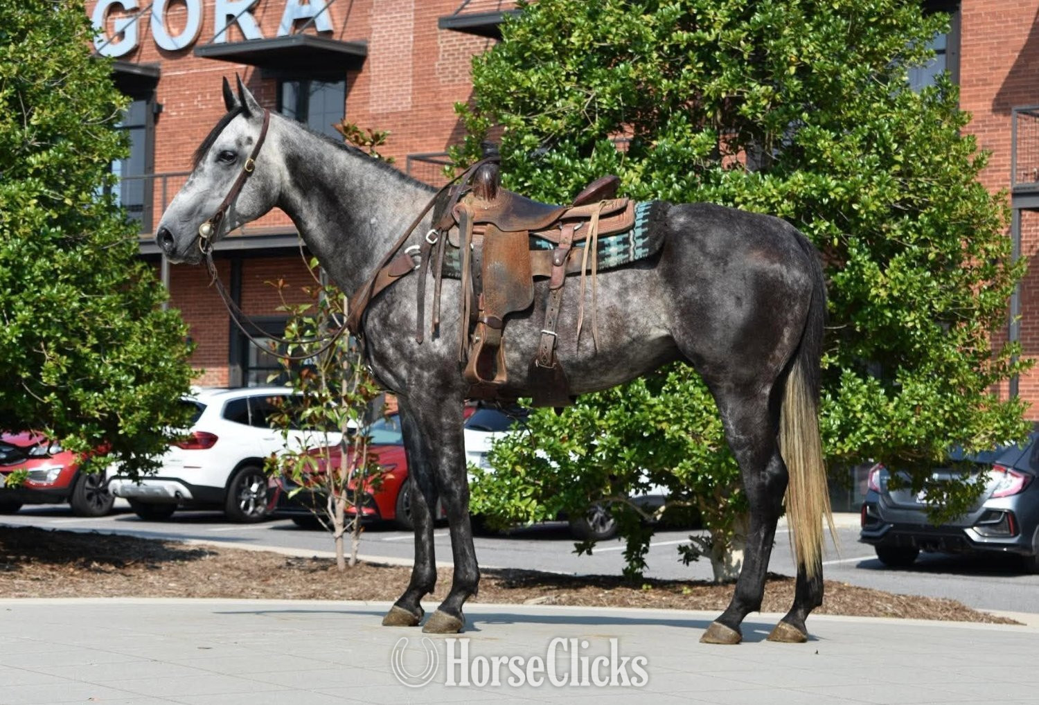 "RJ" Grey Gelding Quarter Horse in Tennessee