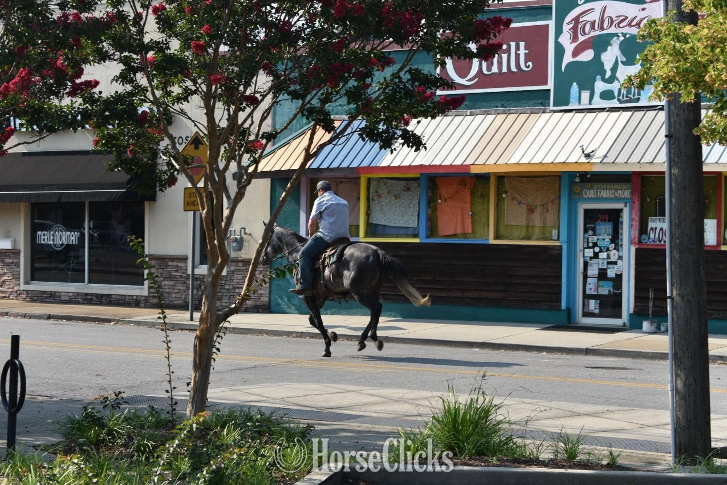 "RJ" Grey Gelding Quarter Horse