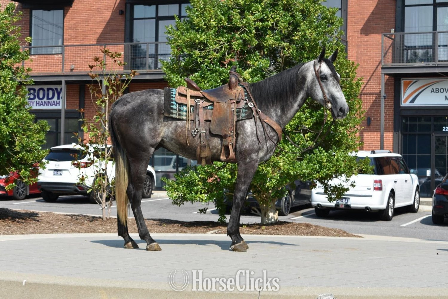 Tennessee "RJ" Grey Gelding Quarter Horse