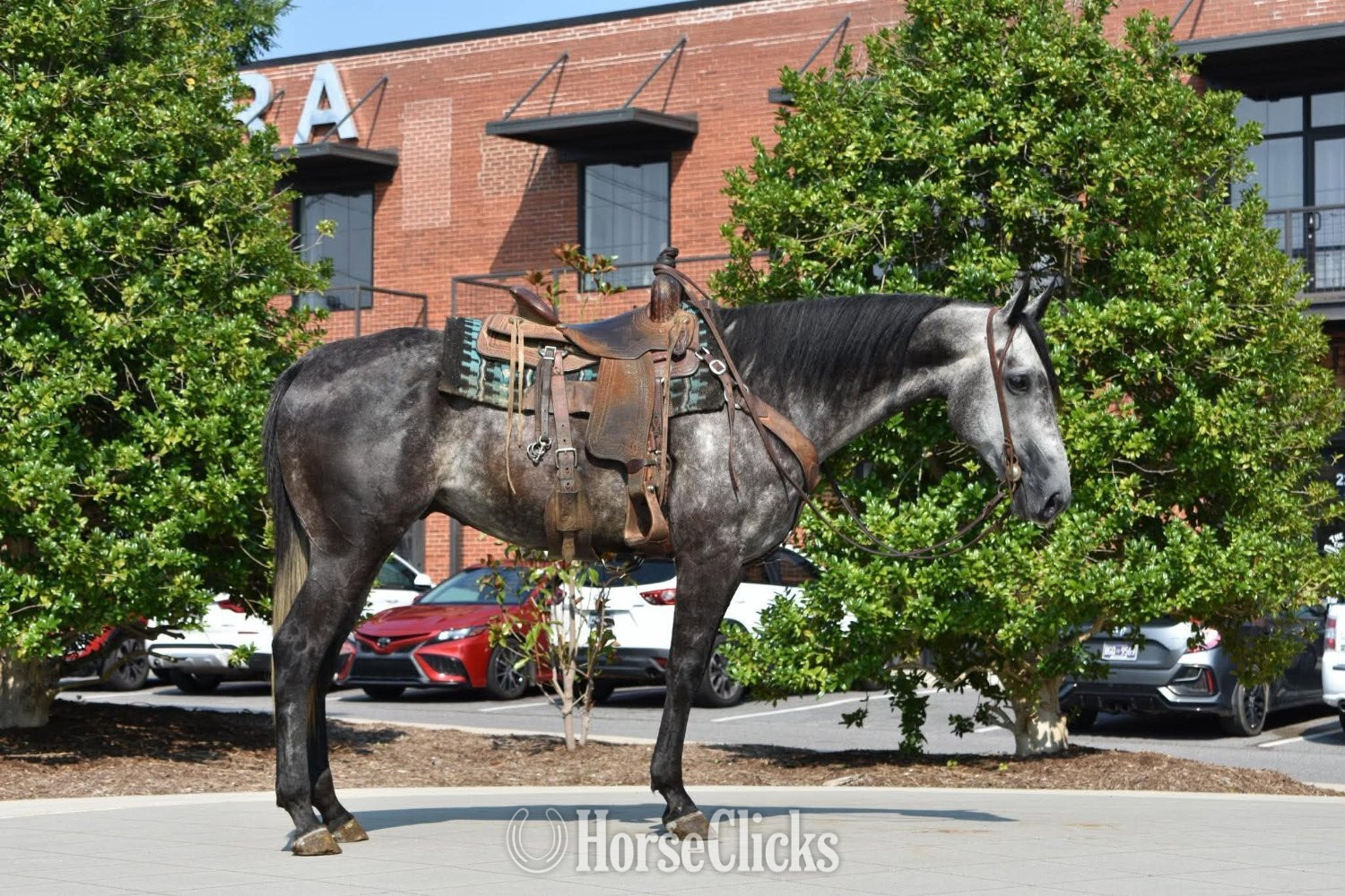 "RJ" Grey Gelding Quarter Horse - Quarter Horse in Tennessee
