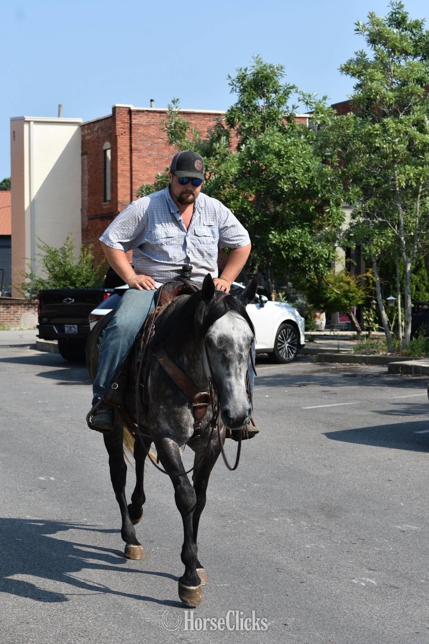 "RJ" Grey Gelding Quarter Horse - Quarter Horse