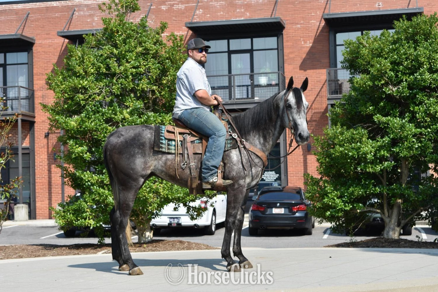 "RJ" Grey Gelding Quarter Horse Tennessee