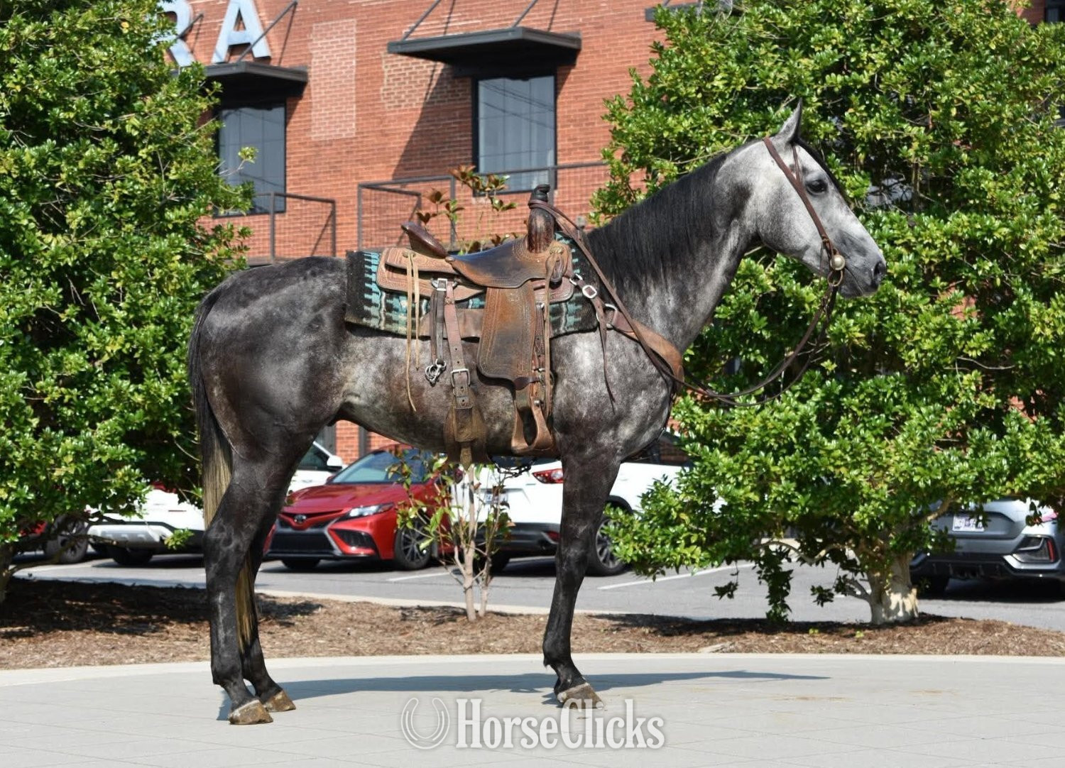 Quarter Horse - "RJ" Grey Gelding Quarter Horse in Tennessee