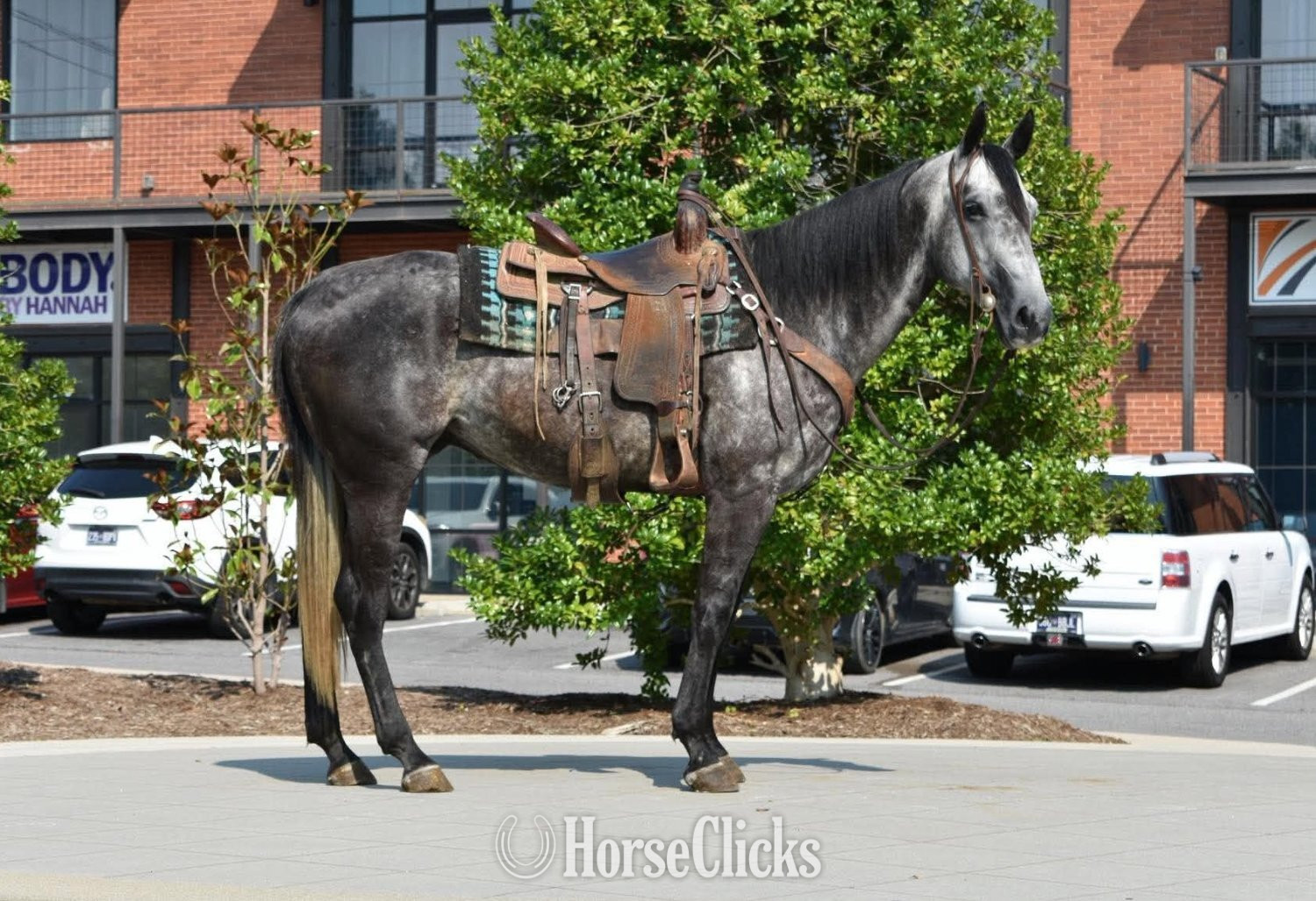 Quarter Horse - "RJ" Grey Gelding Quarter Horse