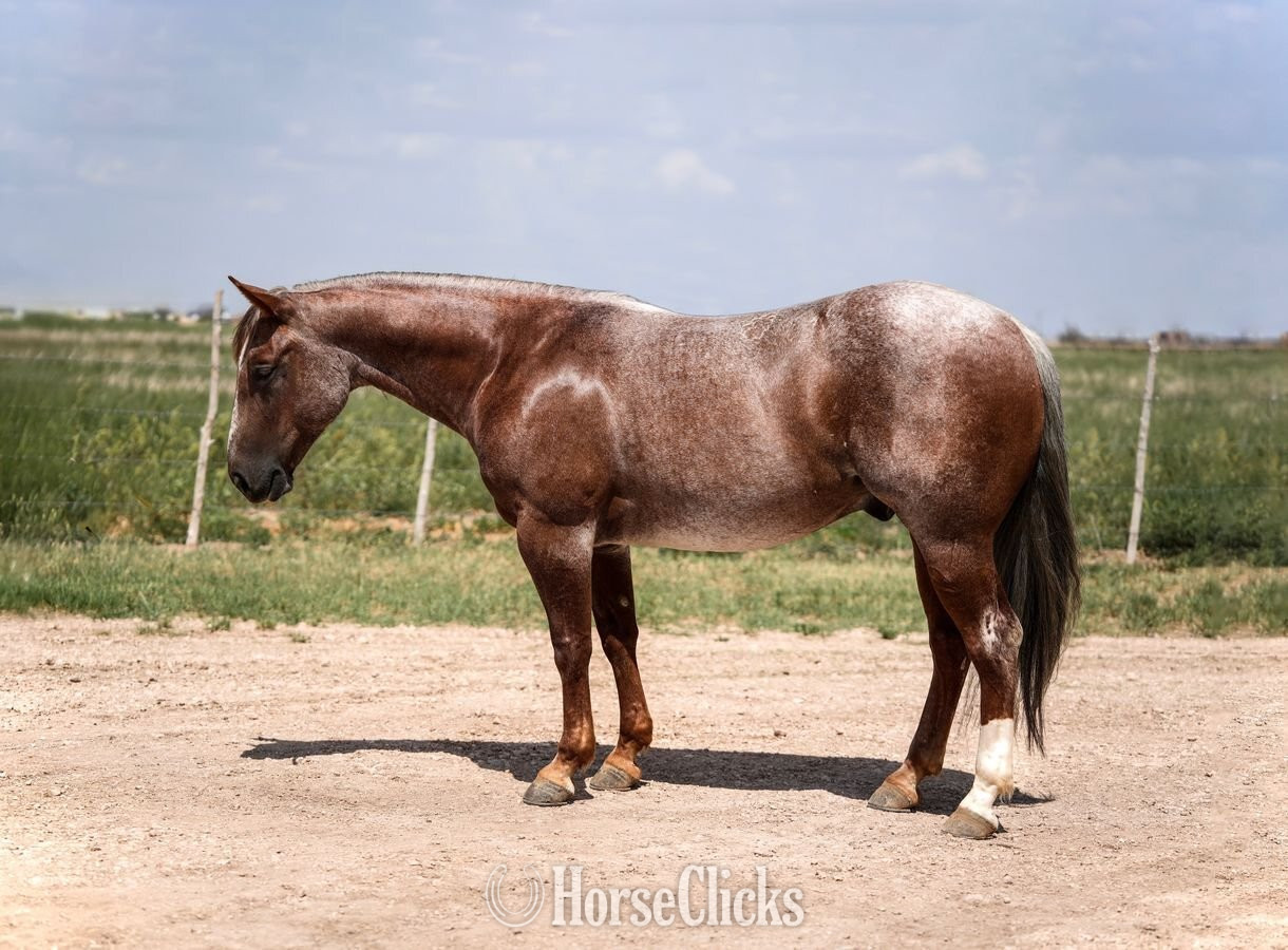 "Mahomes " Red Roan Gelding Quarter Horse