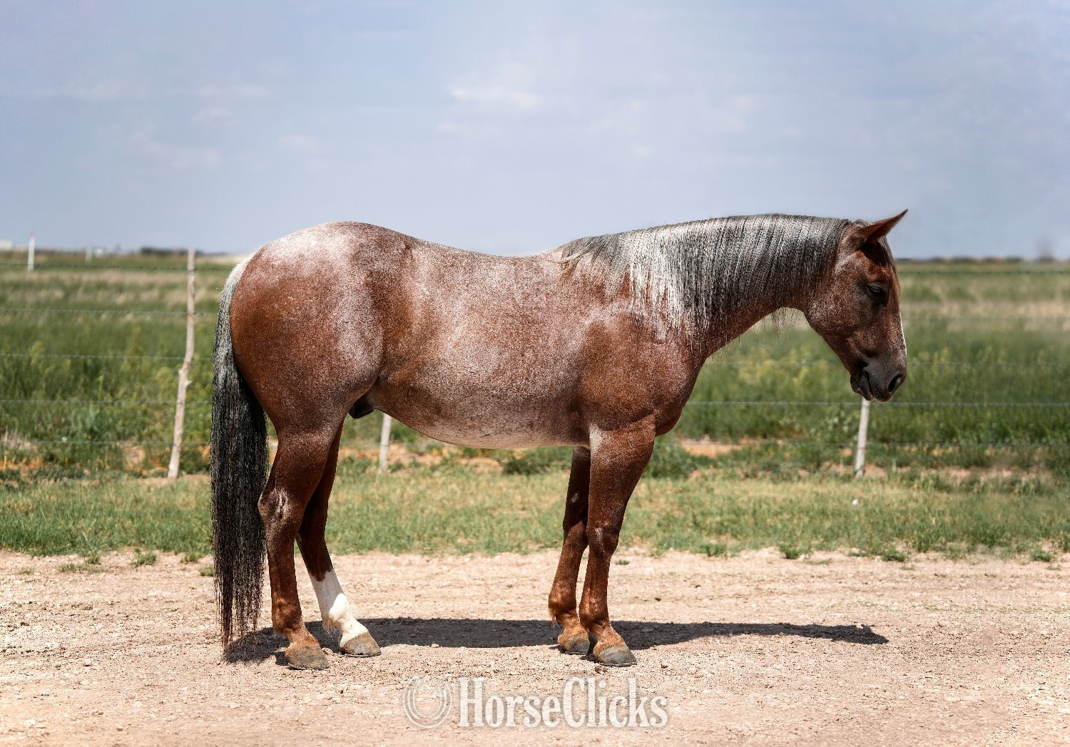 Texas "Mahomes " Red Roan Gelding Quarter Horse