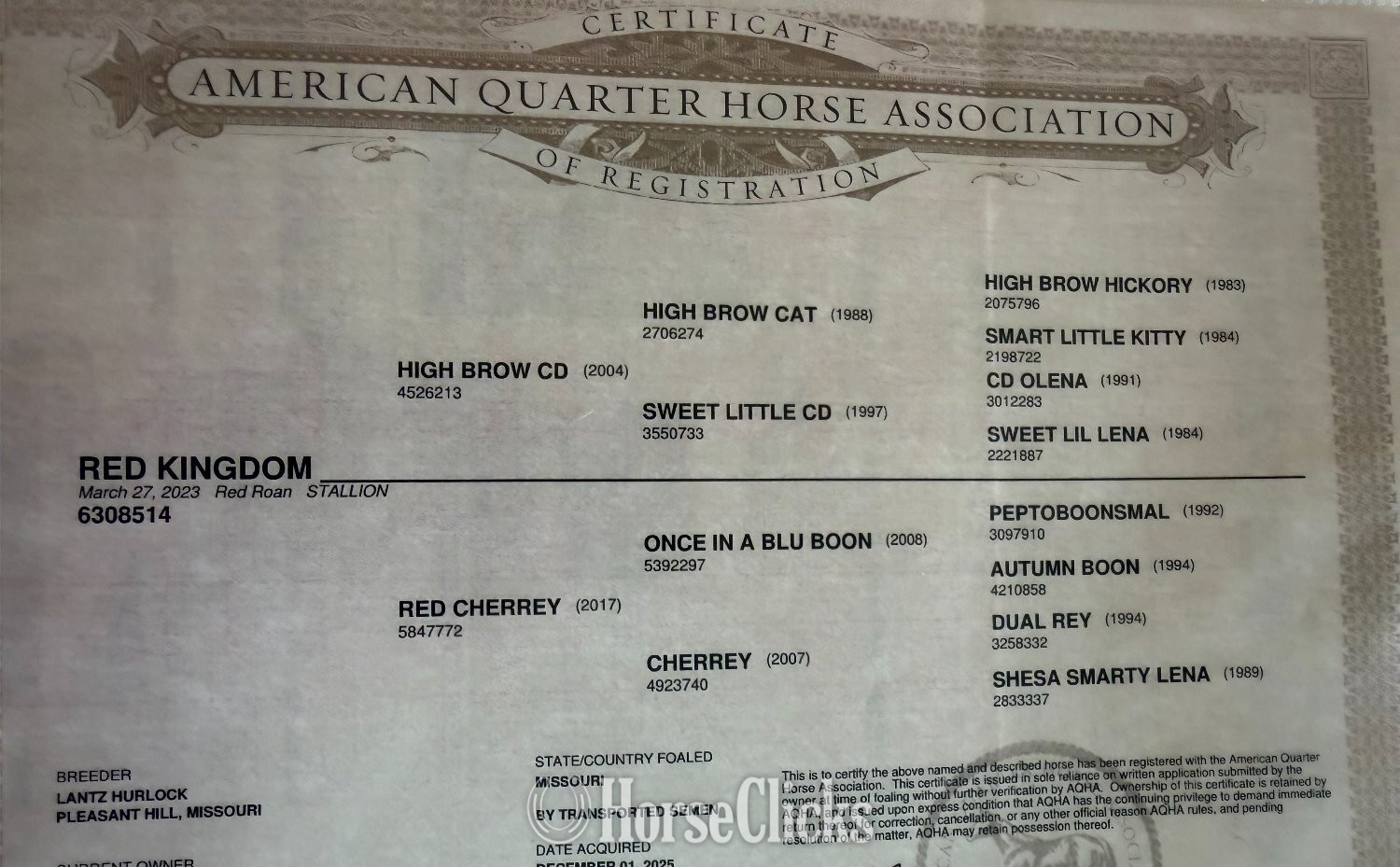 "Mahomes " Red Roan Gelding Quarter Horse - Quarter Horse in Texas