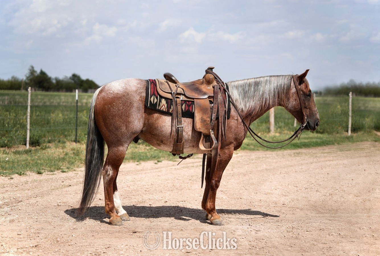 "Mahomes " Red Roan Gelding Quarter Horse - Quarter Horse