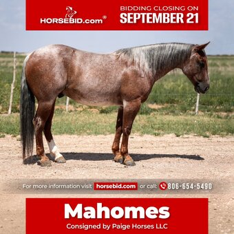 "Mahomes " Red Roan Gelding Quarter Horse