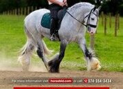 "Greyson " Grey Gelding Gypsy Vanner