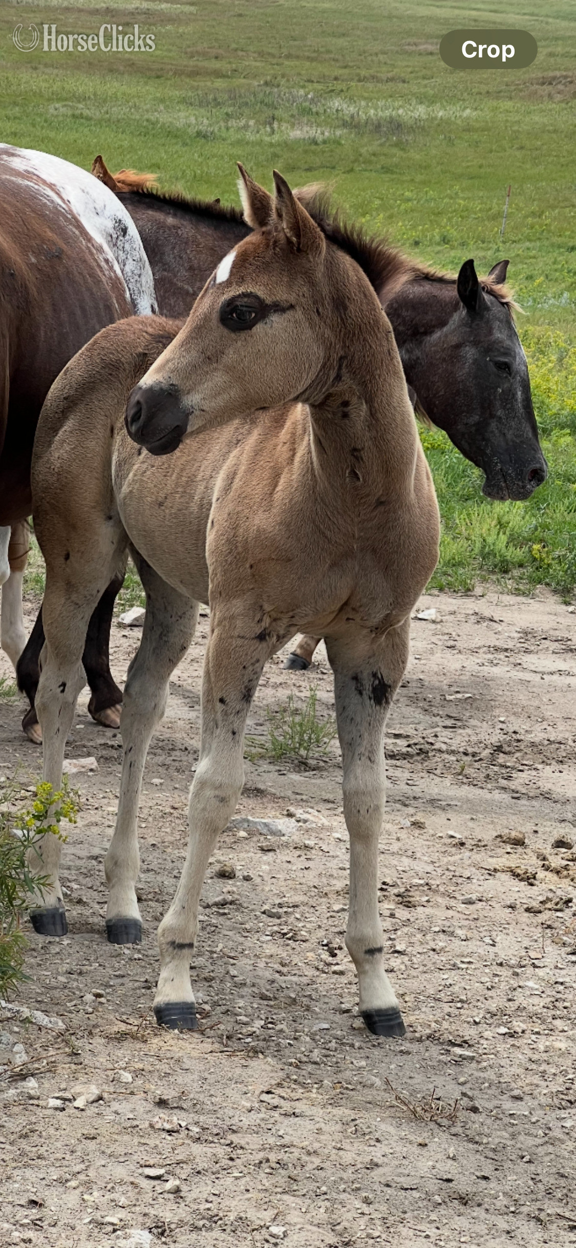 "Harmony Filly" Black Filly Appaloosa