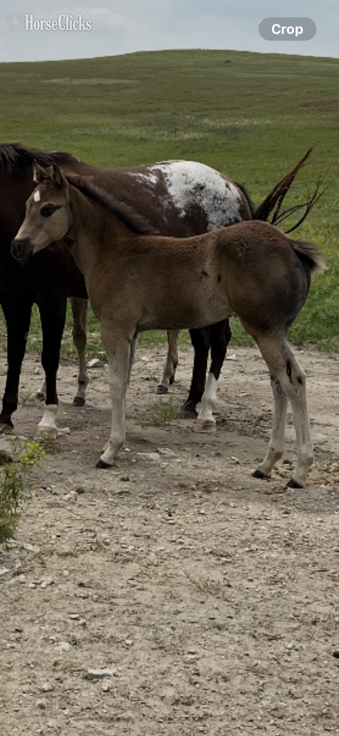 North Dakota "Harmony Filly" Black Filly Appaloosa