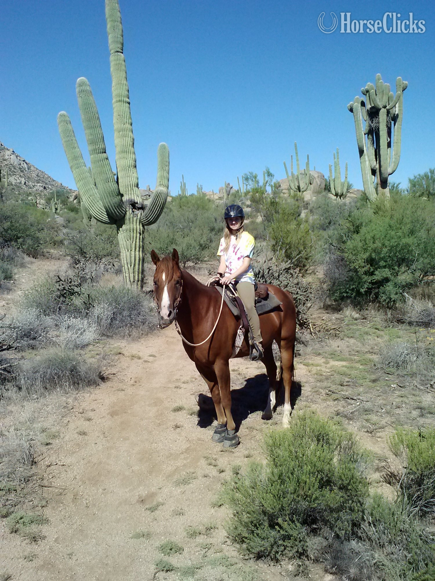 "Buddy" Sorrel Gelding Quarter Horse in Arizona