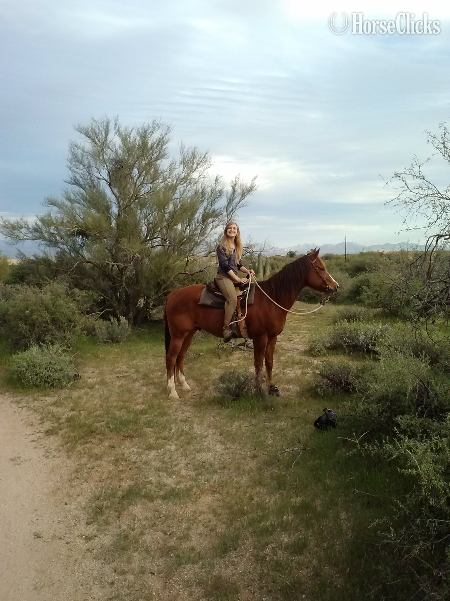 "Buddy" Sorrel Gelding Quarter Horse