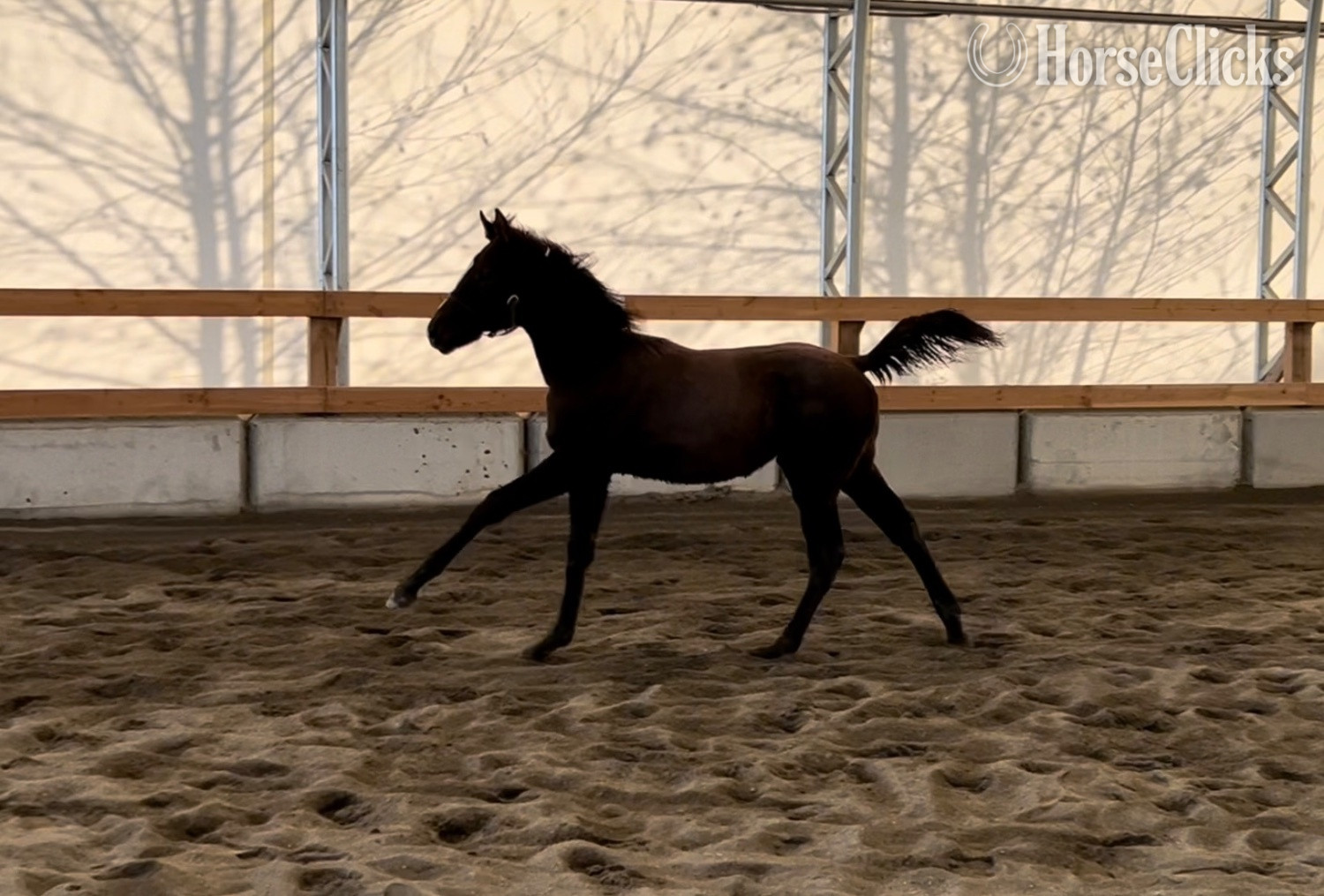 "Van’t Sterren" Grey Filly Warmblood in British Columbia