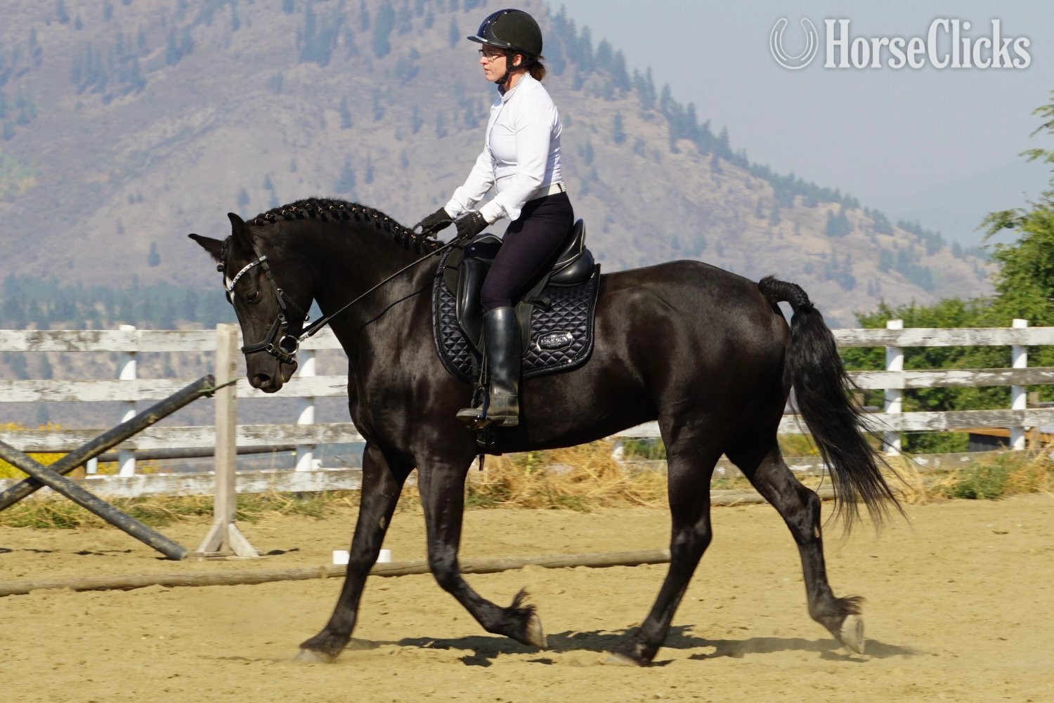 "Okie's Kashtin" Black Gelding Arabian Cross in British Columbia