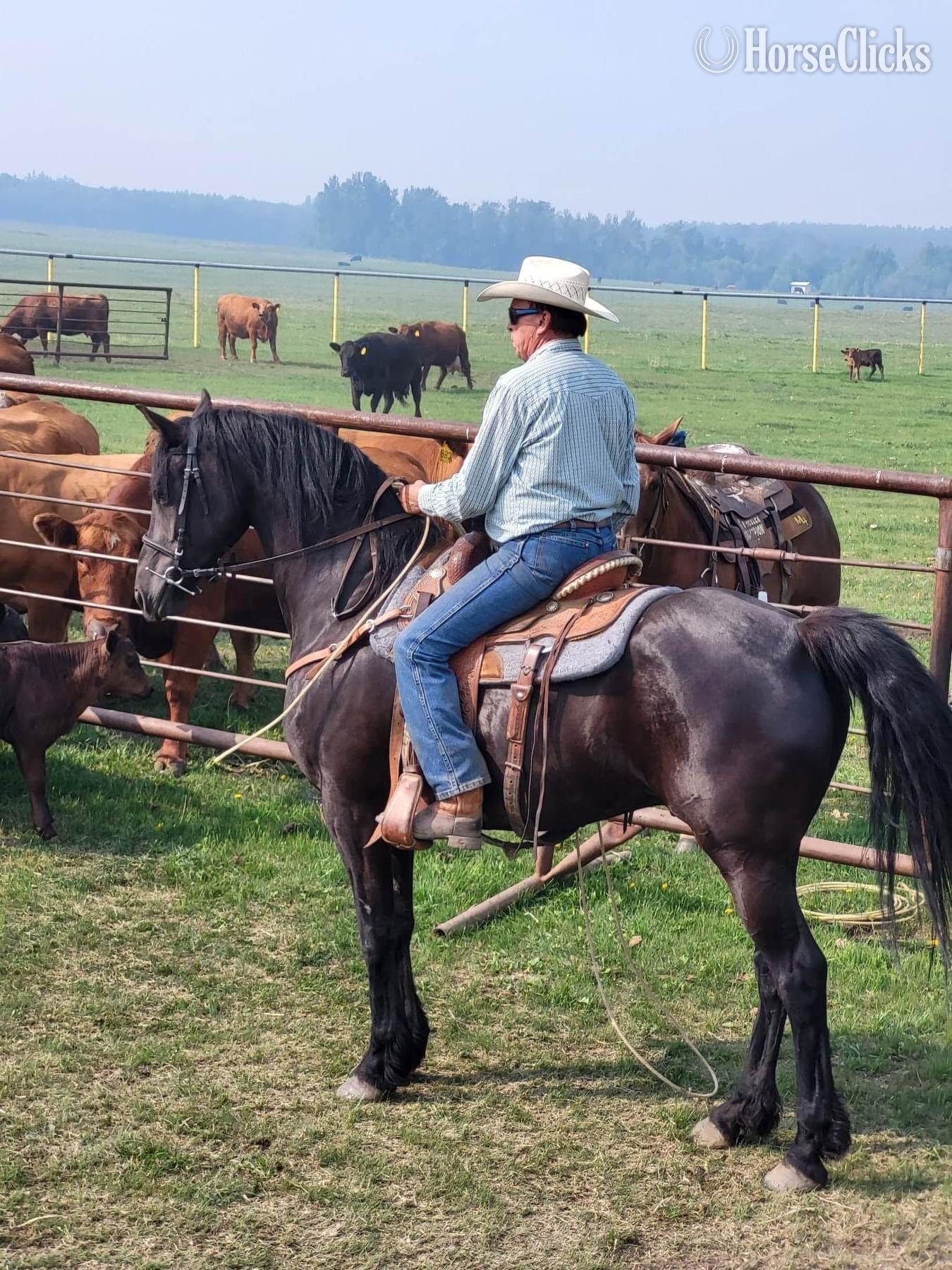 "Okie's Kashtin" Black Gelding Arabian Cross
