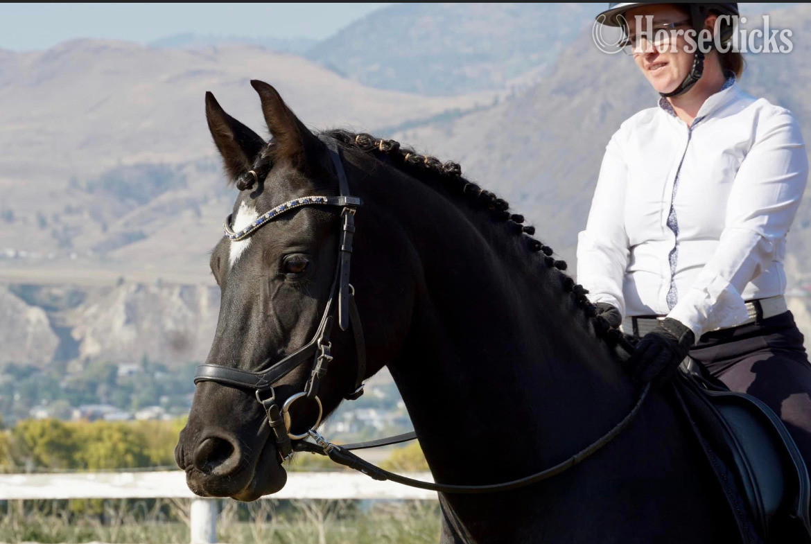 British Columbia "Okie's Kashtin" Black Gelding Arabian Cross