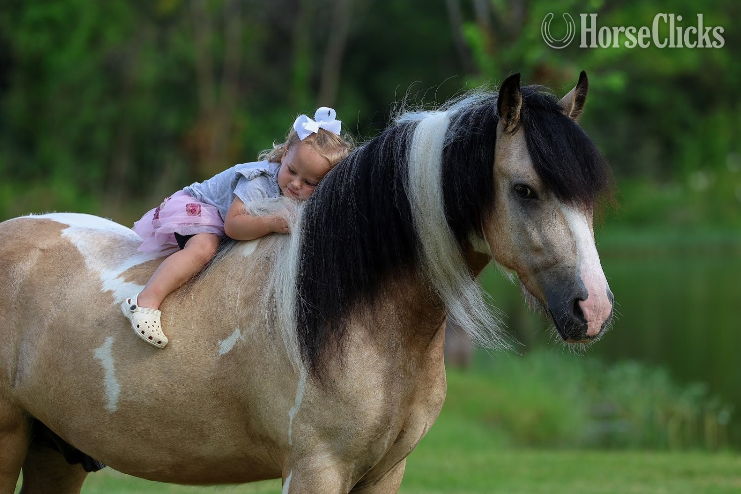 "SIMBA" Piebald Gelding Gypsy Vanner in Texas
