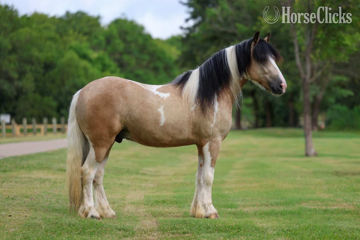 "SIMBA" Piebald Gelding Gypsy Vanner