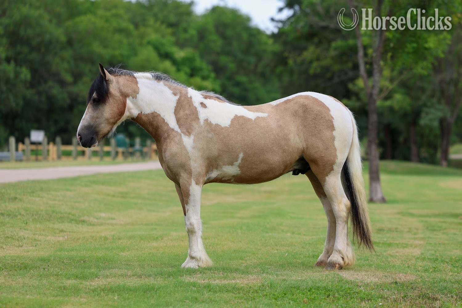 Texas "SIMBA" Piebald Gelding Gypsy Vanner