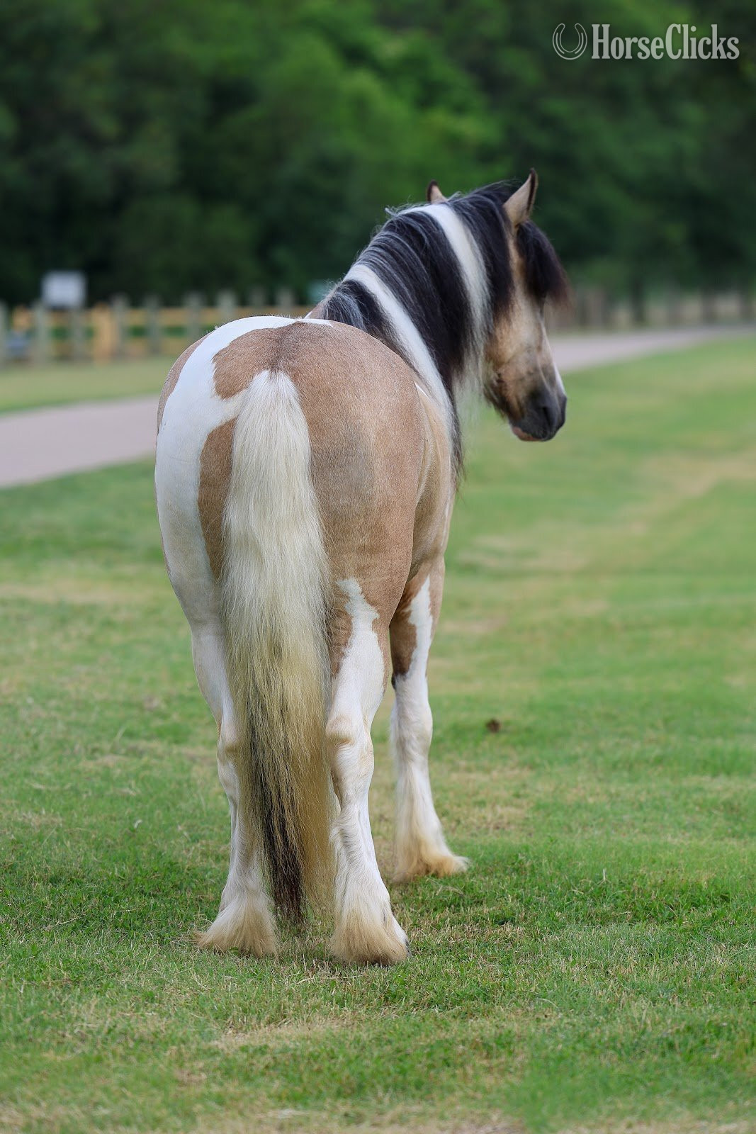 "SIMBA" Piebald Gelding Gypsy Vanner - Gypsy Vanner in Texas